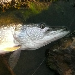 walleye fishing